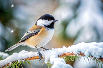 Winter Nature Study: 25 Fun Activities Exploring Wildlife  and Hidden Winter Habitats